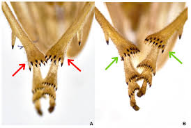 Attēlu rezultāti vaicājumam “Aphrophoridae”