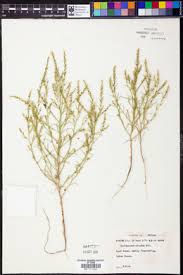 Attēlu rezultāti vaicājumam “Corispermum hyssopifolium fruit”