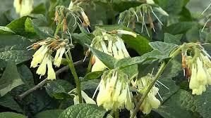 Attēlu rezultāti vaicājumam “Symphytum grandiflorum”