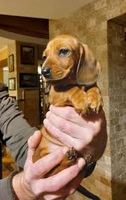 Attēlu rezultāti vaicājumam “Didymium proximum”