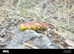 Attēlu rezultāti vaicājumam “Sphinx ligustri larva”