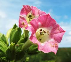 Attēlu rezultāti vaicājumam “Nicotiana tabacum flower”