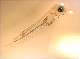 Image result for Pseudopleuronectes americanus