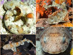 Image result for Haploblepharus edwardsii