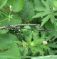 Attēlu rezultāti vaicājumam “Lestes dryas female”