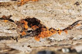 Attēlu rezultāti vaicājumam “Metatrichia vesparia stalked”