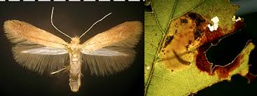 Attēlu rezultāti vaicājumam “Tischeriidae”