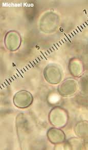 Attēlu rezultāti vaicājumam “Hapalopilus croceus”