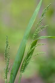 Attēlu rezultāti vaicājumam “Milium effusum”