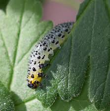 Attēlu rezultāti vaicājumam “Nematus ribesii larva”