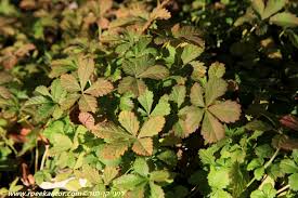 Attēlu rezultāti vaicājumam “Potentilla reptans leaf”