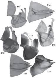 Attēlu rezultāti vaicājumam “Trioza dispar”