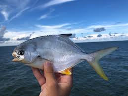 Image result for Trachinotus carolinus