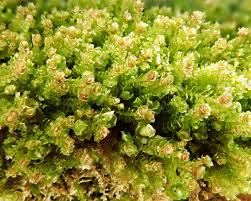 Attēlu rezultāti vaicājumam “Marchantiopsida”