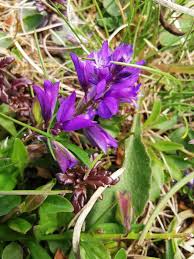 Attēlu rezultāti vaicājumam “Polygala amarella flower”