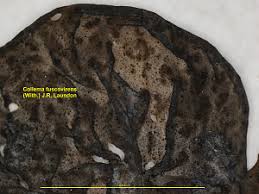 Attēlu rezultāti vaicājumam “Collema flaccidum”