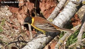 Image result for Emberiza melanocephala