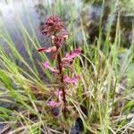 Attēlu rezultāti vaicājumam “Pedicularis palustris fruit”