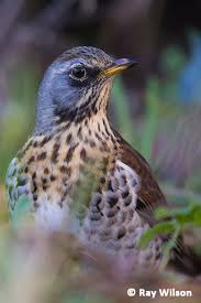 Attēlu rezultāti vaicājumam “Turdus pilaris”