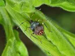 Attēlu rezultāti vaicājumam “Deraeocoris ruber”