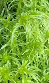 Attēlu rezultāti vaicājumam “Sphagnum molle”