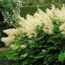 Image result for Aruncus dioicus