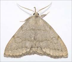 Attēlu rezultāti vaicājumam “Polypogon tentacularius”