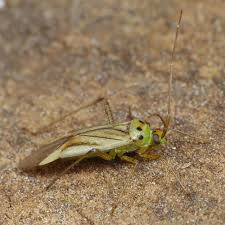 Attēlu rezultāti vaicājumam “Adelphocoris quadripunctatus imago”