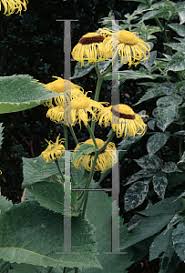 Attēlu rezultāti vaicājumam “Telekia speciosa leaf”