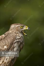 Attēlu rezultāti vaicājumam “Accipiter gentilis adult”