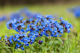 Attēlu rezultāti vaicājumam “Pulmonaria obscura flower”