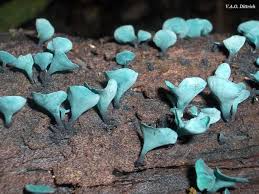 Attēlu rezultāti vaicājumam “Ascomycota”