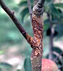 Attēlu rezultāti vaicājumam “Nectria sp., Neonectria sp.”