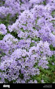 Image result for Campanula moesiaca