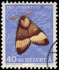 Attēlu rezultāti vaicājumam “Lasiocampa quercus”