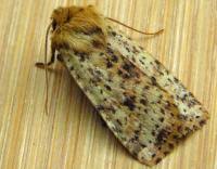 Attēlu rezultāti vaicājumam “Conistra rubiginea”