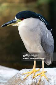 Attēlu rezultāti vaicājumam “Nycticorax nycticorax adult”