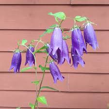 Attēlu rezultāti vaicājumam “Campanula trachelium”
