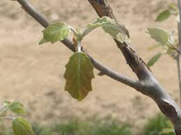 Attēlu rezultāti vaicājumam “Populus alba Nivea”