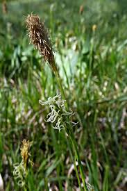 Attēlu rezultāti vaicājumam “Carex pilosa”