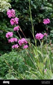 Image result for Pechnelke