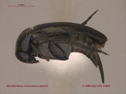 Attēlu rezultāti vaicājumam “Mordella sp.”