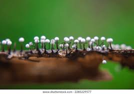 Attēlu rezultāti vaicājumam “Physarum compressum stalked”