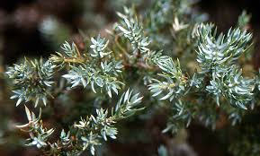 Attēlu rezultāti vaicājumam “Juniperus communis leaf”