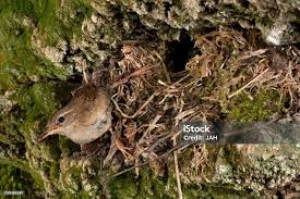 Attēlu rezultāti vaicājumam “Troglodytes troglodytes nest”