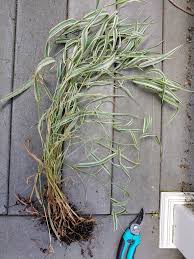 Attēlu rezultāti vaicājumam “Phalaroides arundinacea fruit”