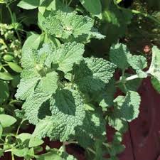 Image result for Marrubium vulgare