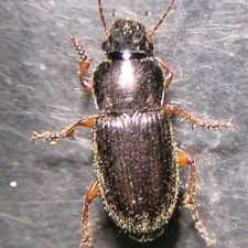 Attēlu rezultāti vaicājumam “Harpalus sp.”
