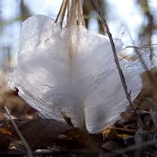 Attēlu rezultāti vaicājumam “Frost Flowers”