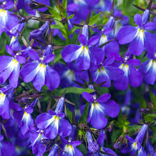 Attēlu rezultāti vaicājumam “Lobelia erinus flower”